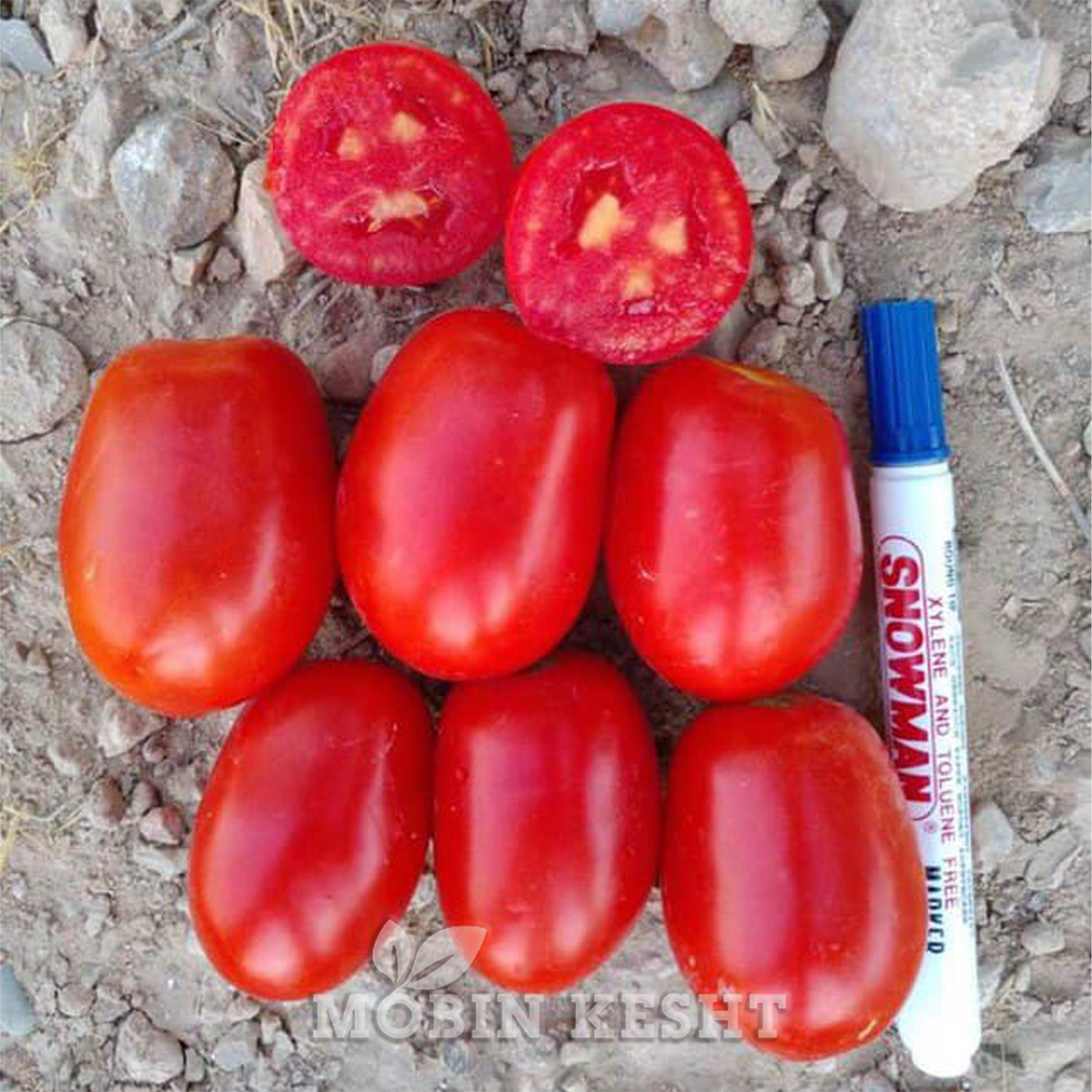 گوجه جاسمین