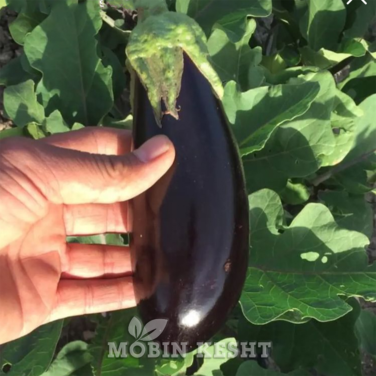 عکس بادمجان میروال