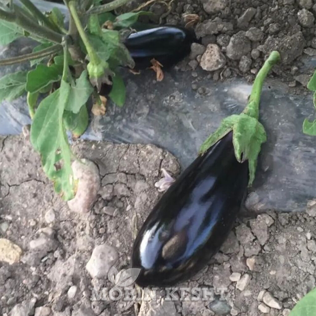عکس بذر بادمجان میروال