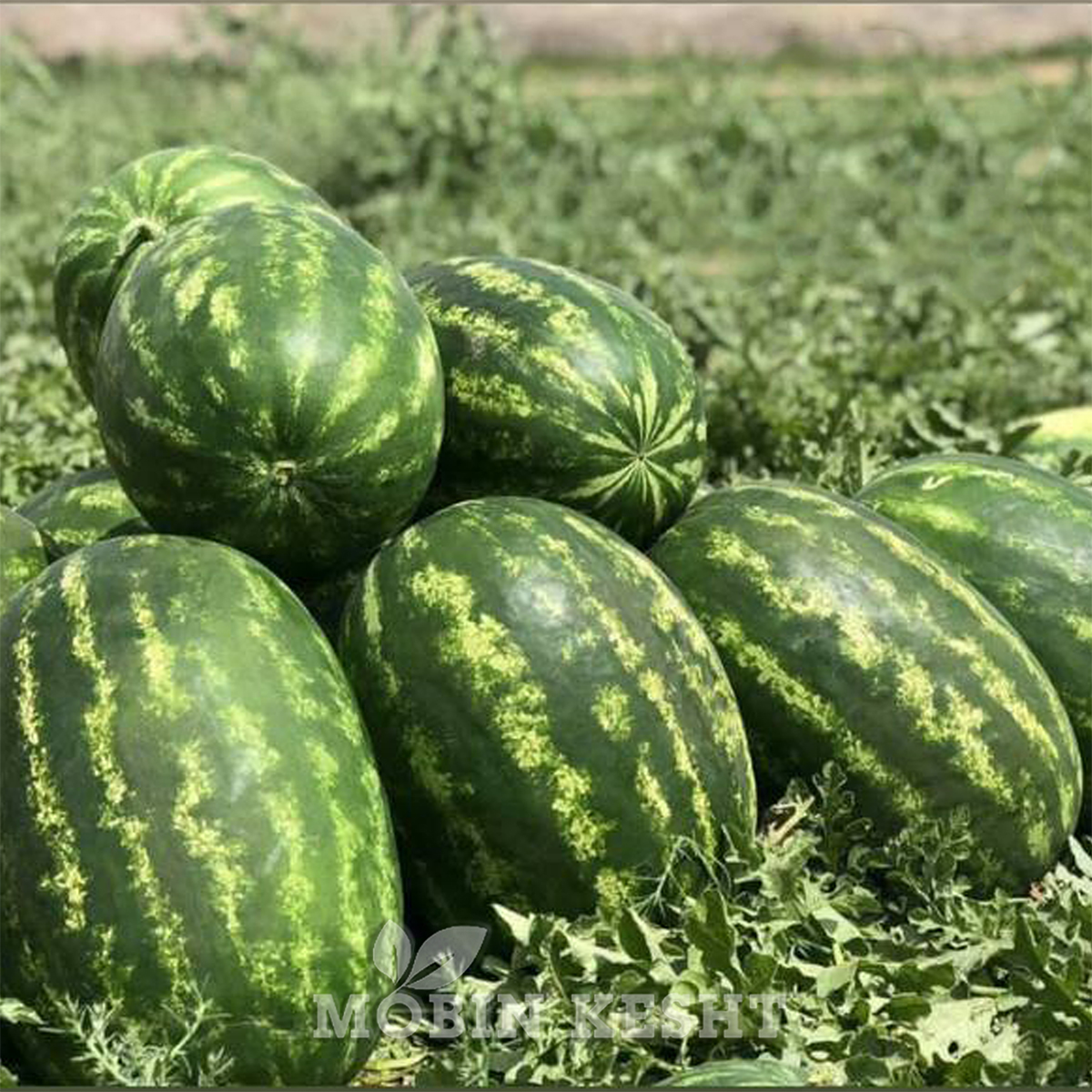 عکس بذر هندوانه لیمان