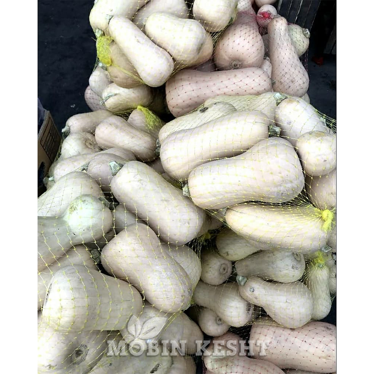 عکس کدو حلوایی ویکیما