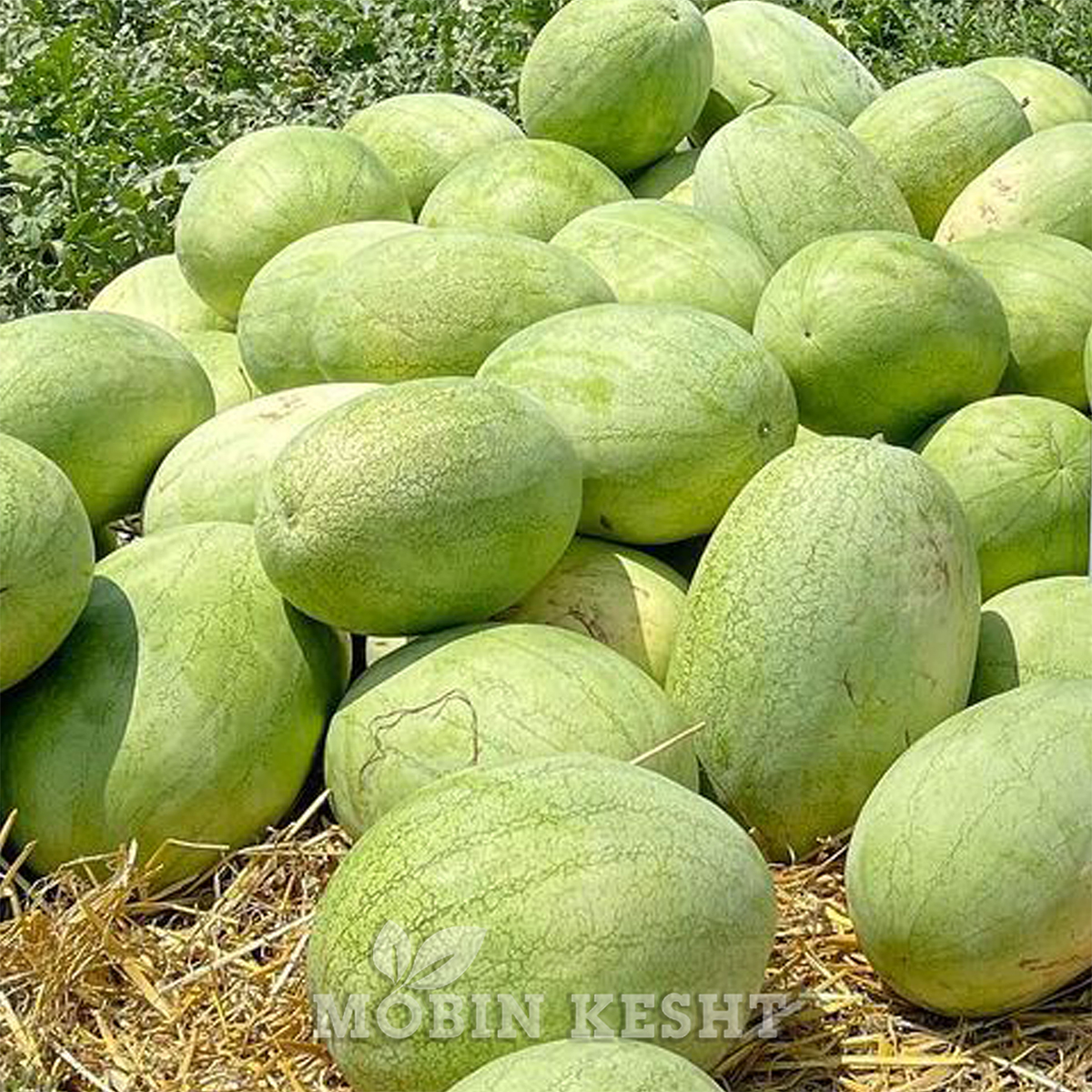 هندوانه گلد بیست