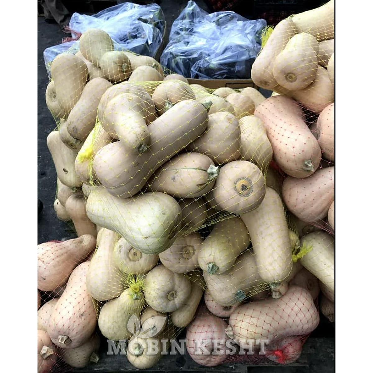 کدو حلوایی ویکیما