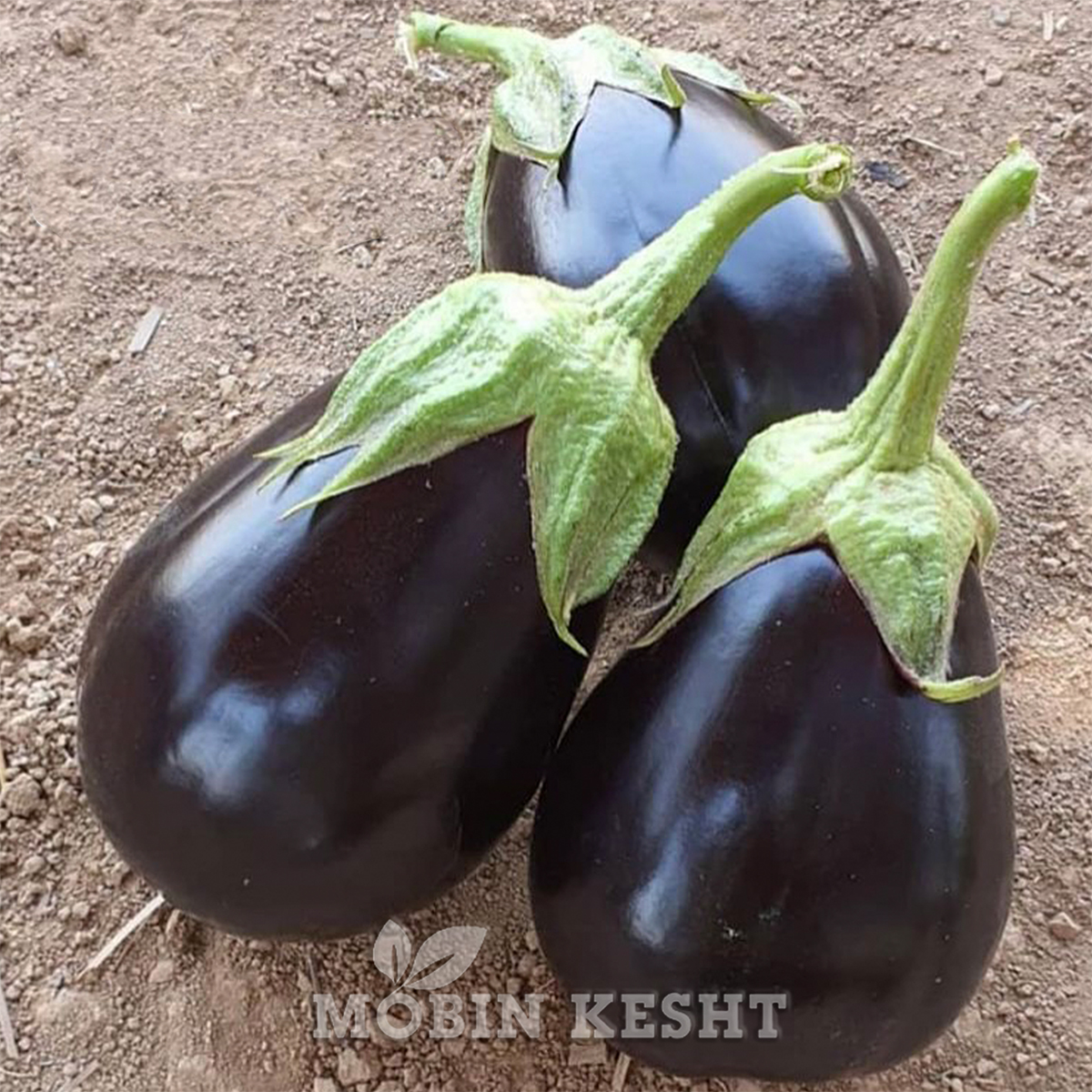 بادمجان بلک مون سمینیس