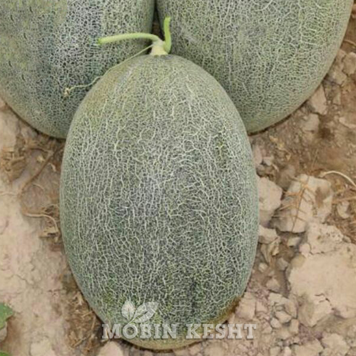 عکس بذر خربزه گرین