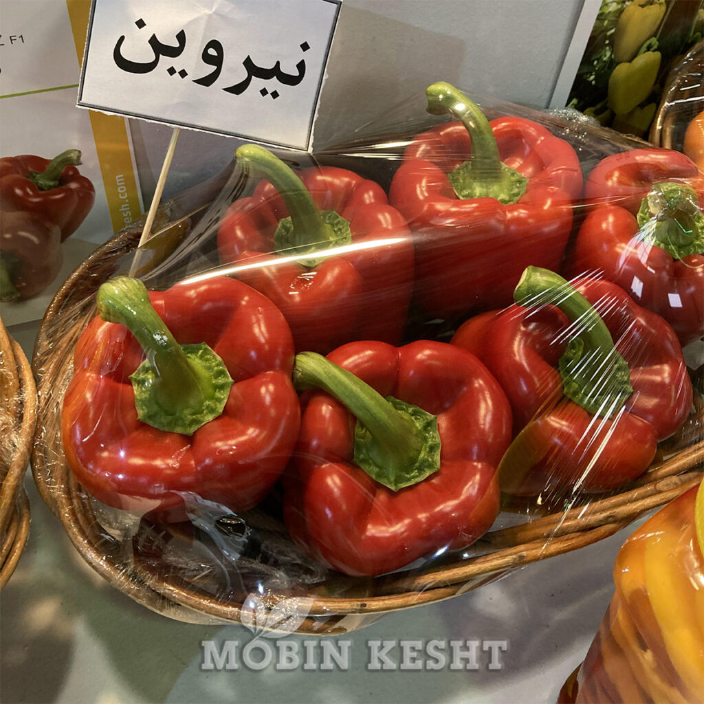 عکس بذر فلفل نیروین
