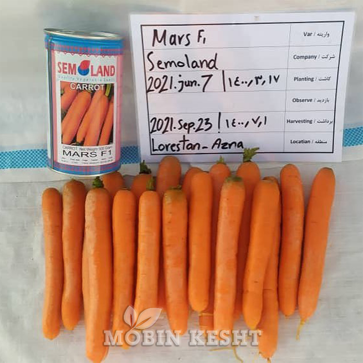 عکس بذر هویج سمولند