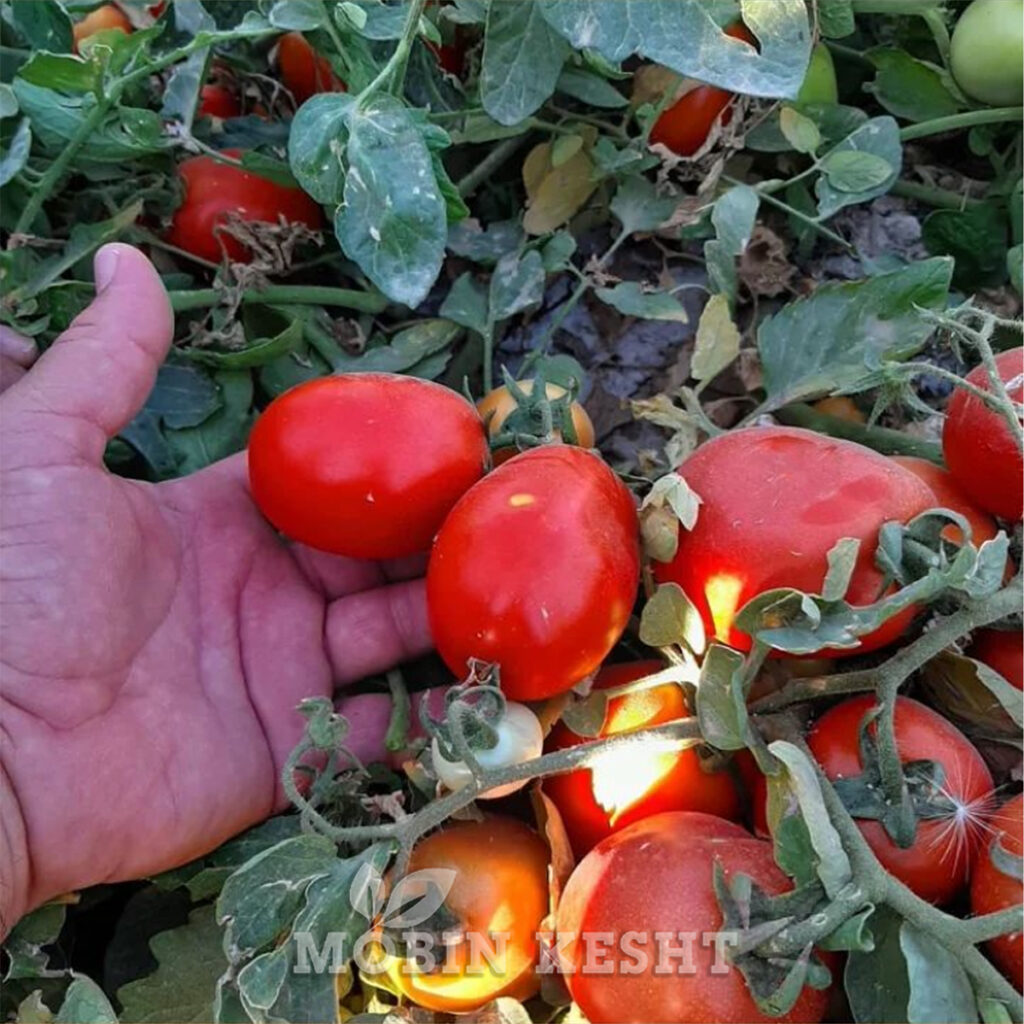 عکس بذر گوجه مارینا
