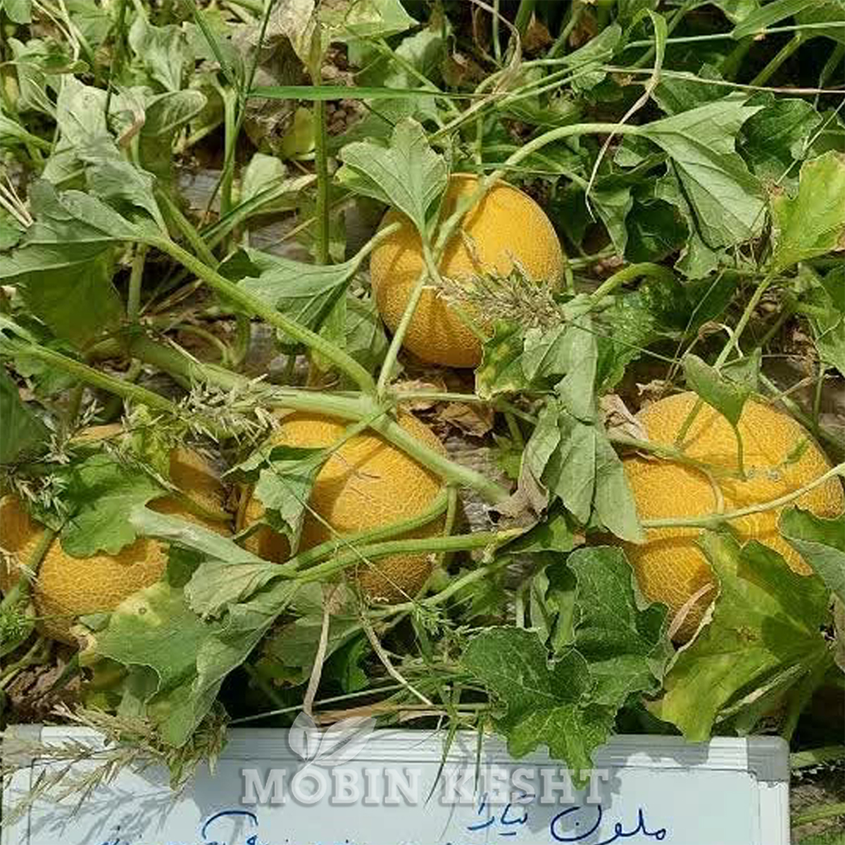 عکس ملون تیارا