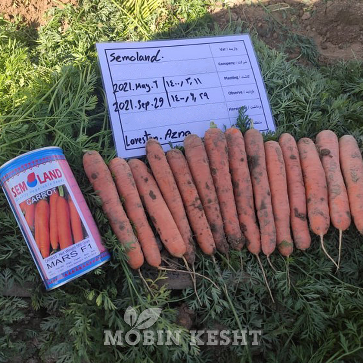 عکس هویج سمولند