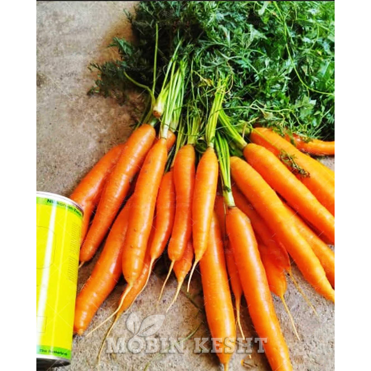 عکس هویج نیکرسون