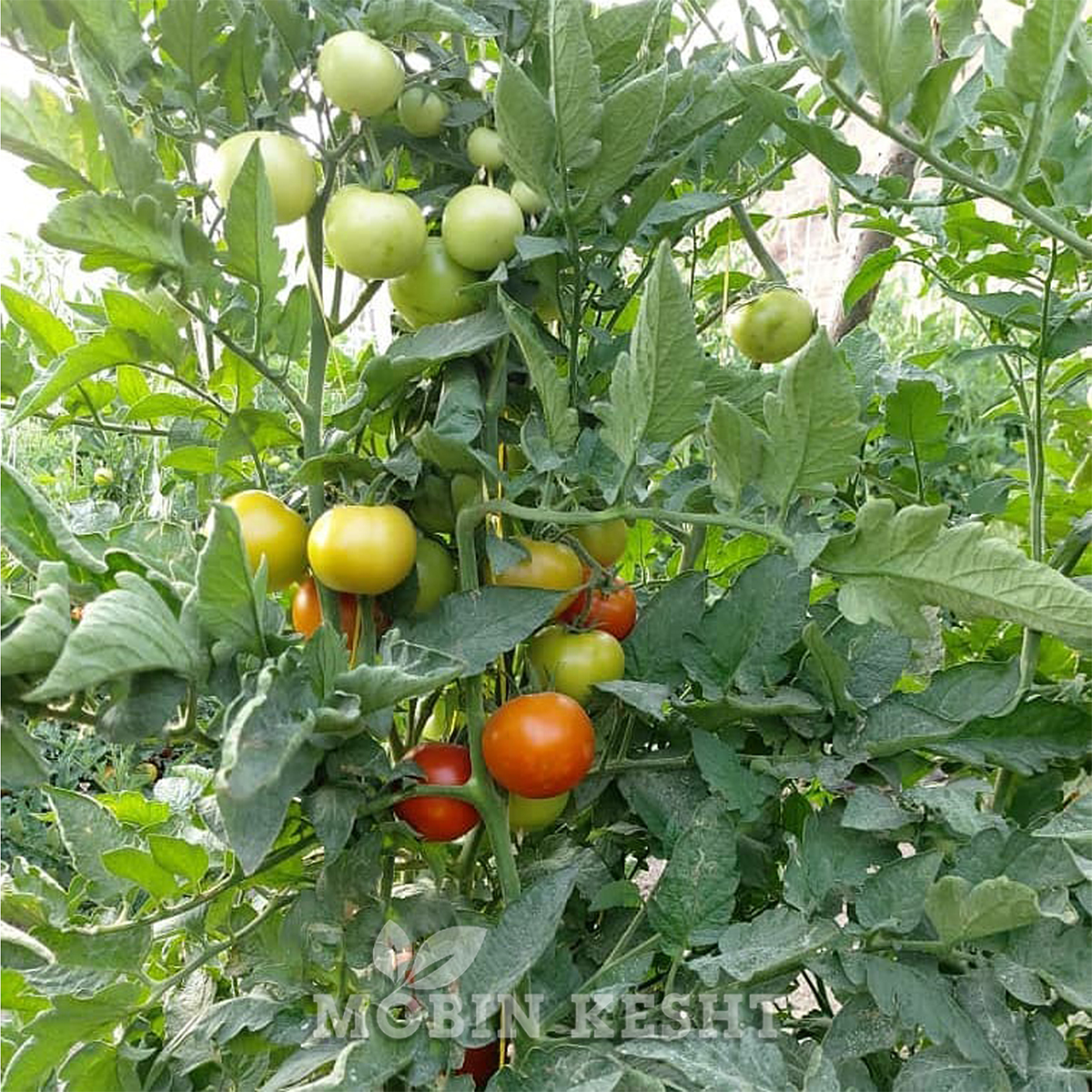 عکس گوجه جانان