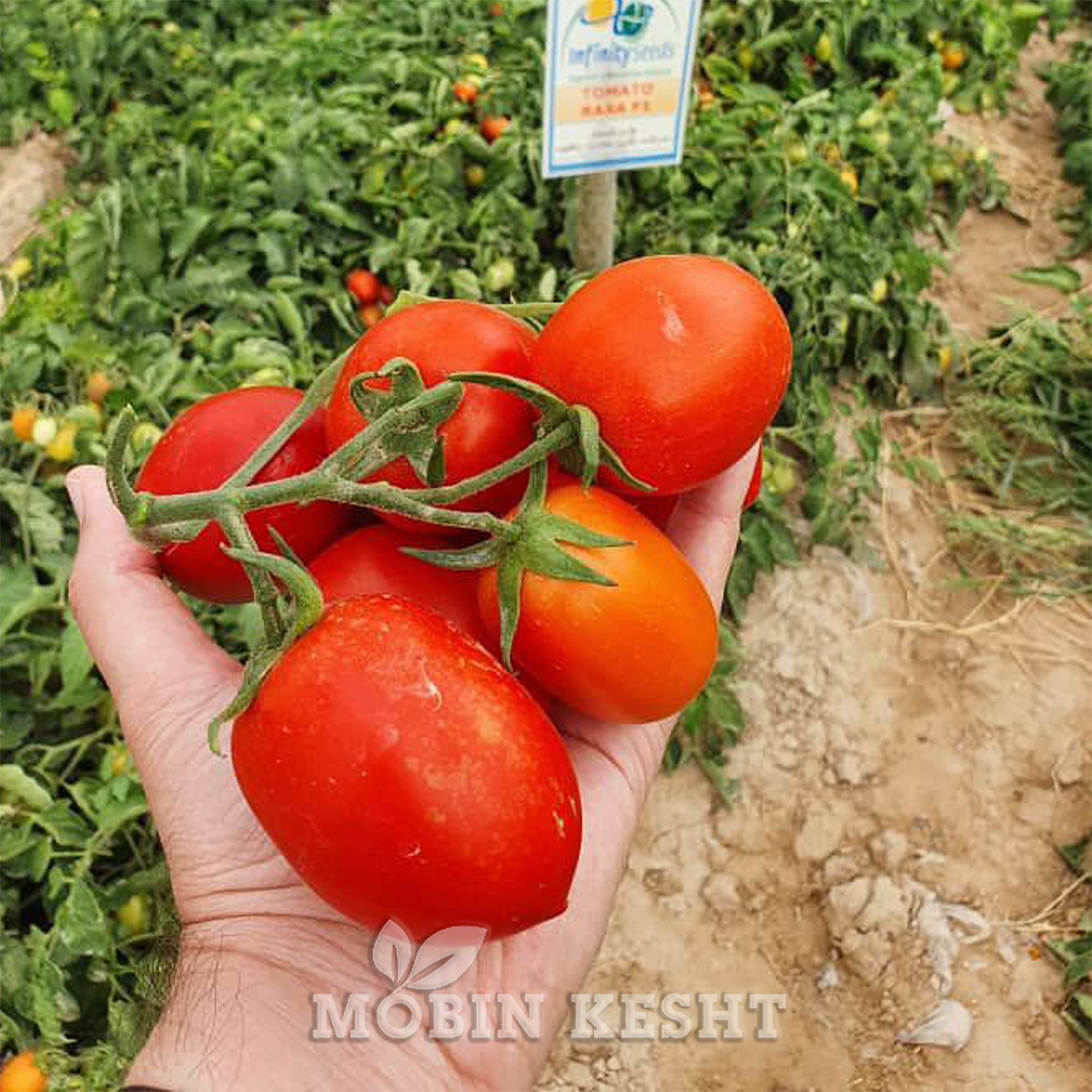 عکس گوجه راسا اینفینیتی