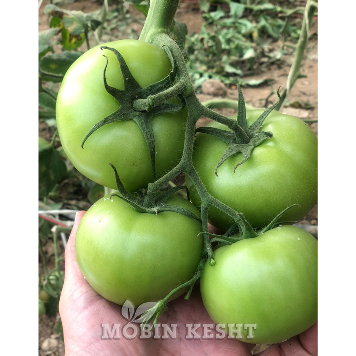 عکس گوجه رخسار