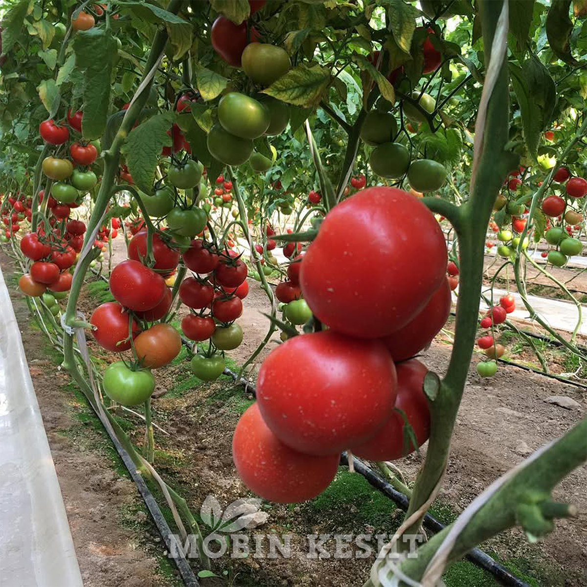 عکس گوجه ساخیا
