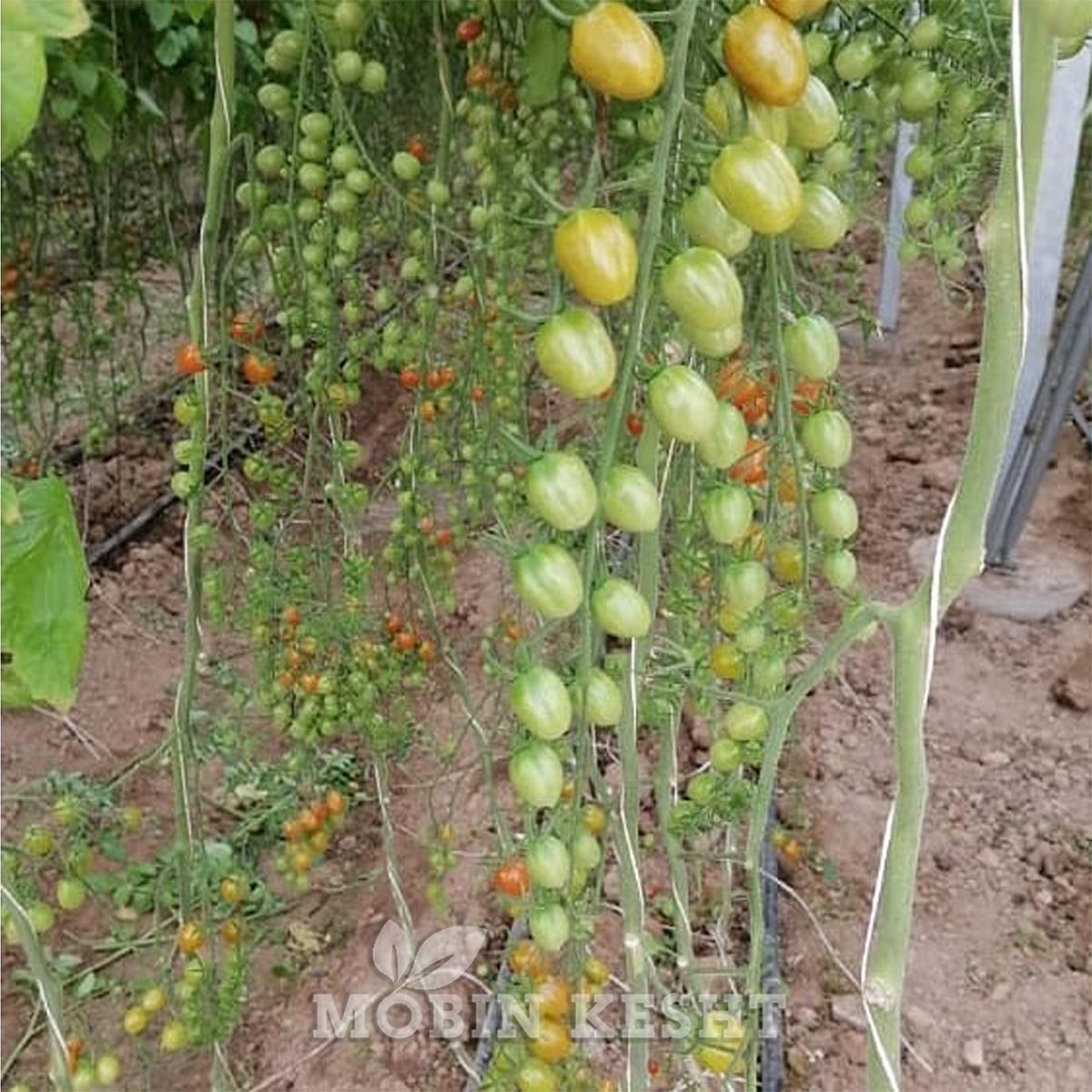 عکس گوجه سانتلا درویتر