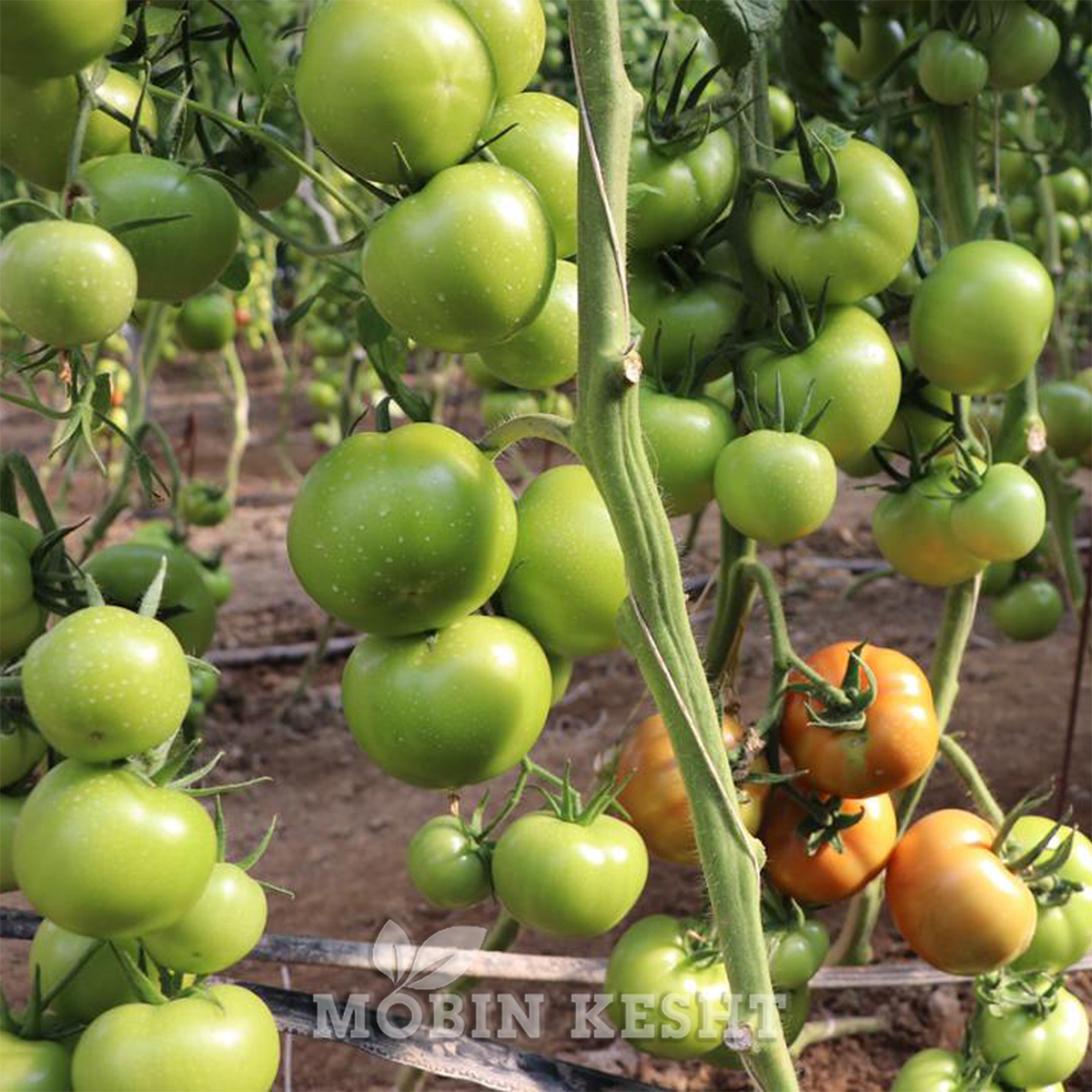 گوجه الیوت