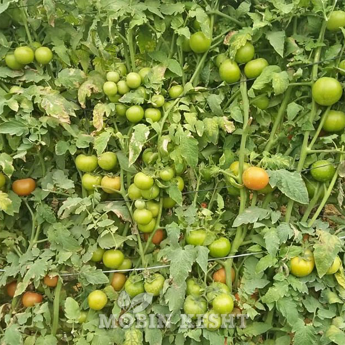 گوجه جانان جنتو