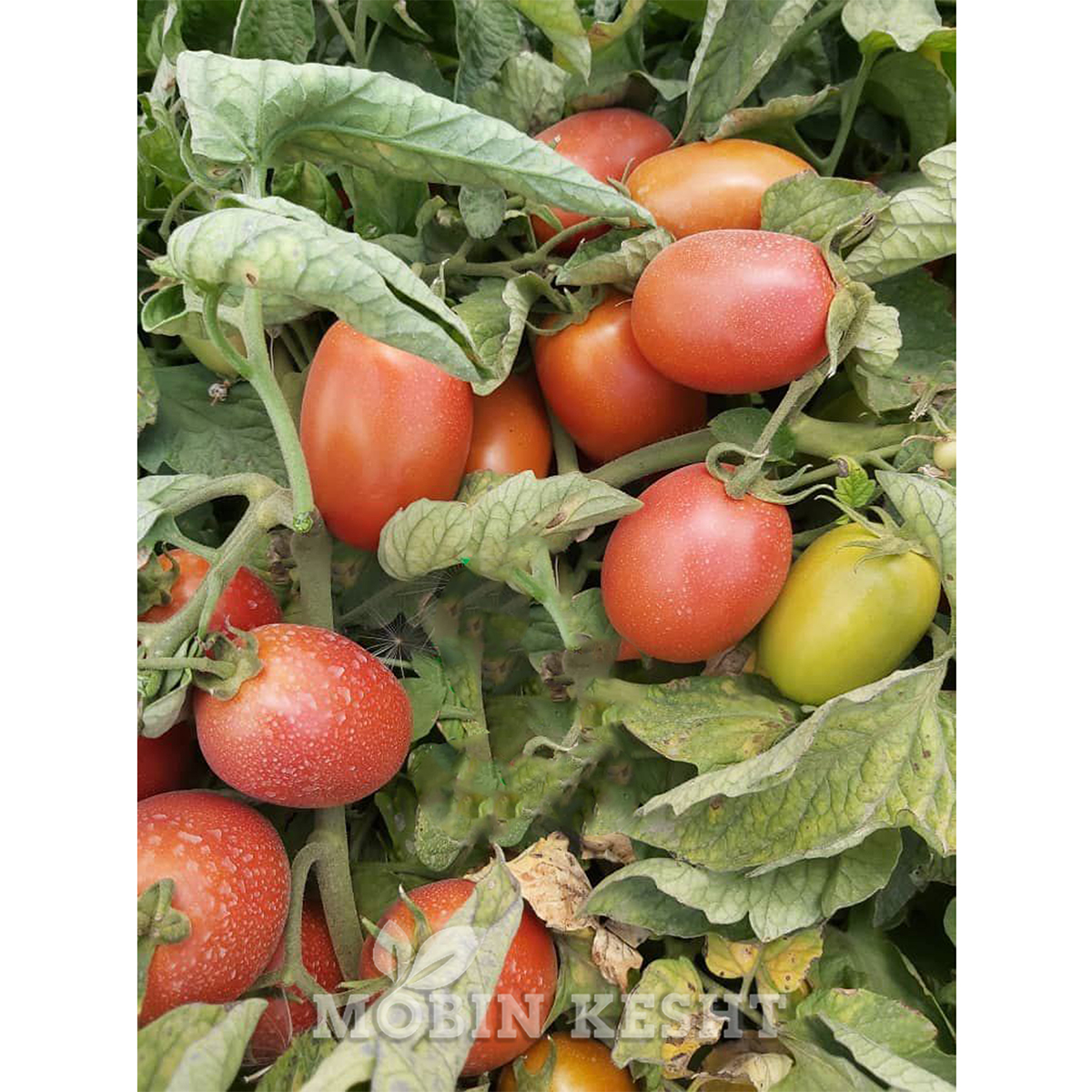 گوجه راسا اینفینیتی