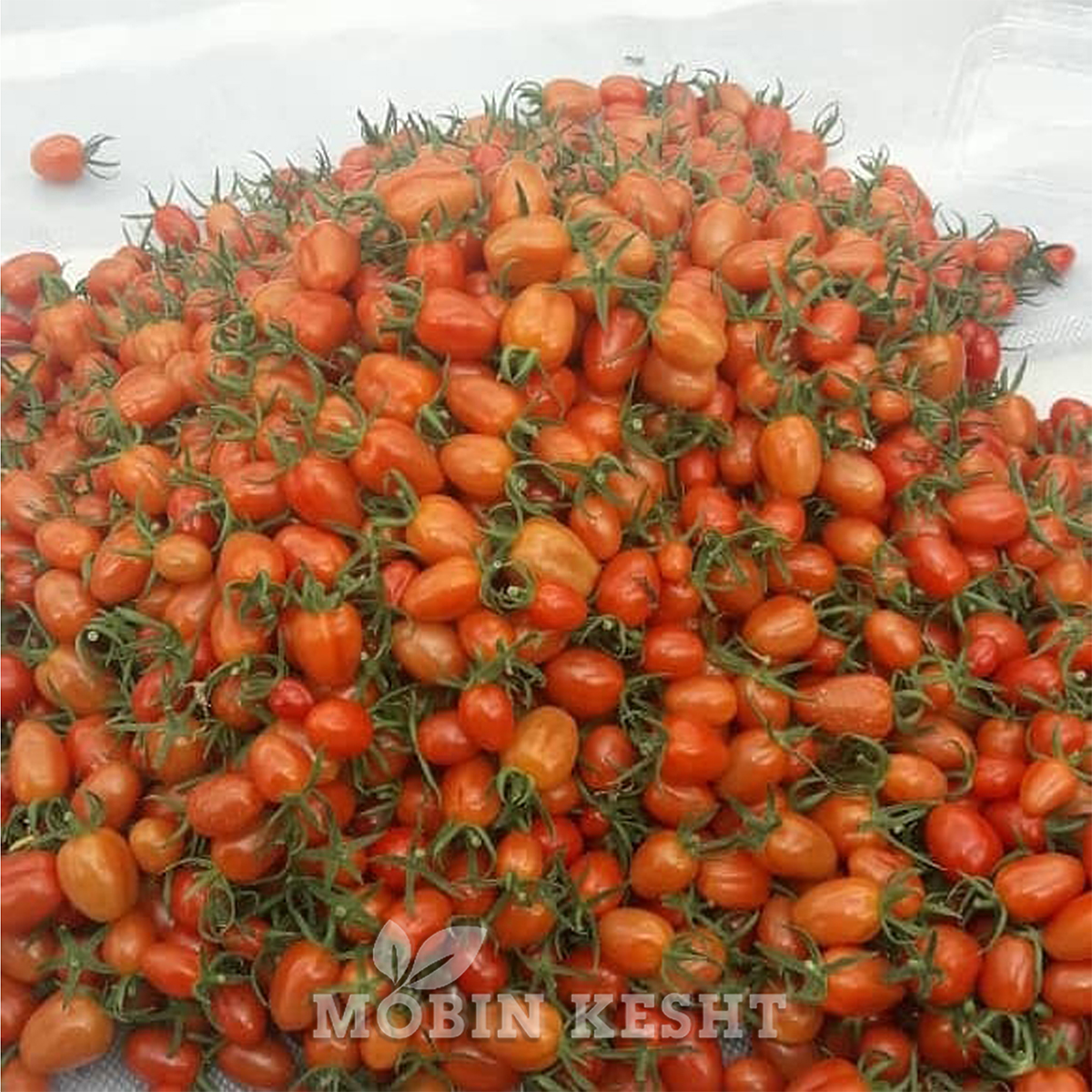 گوجه زیتونی سانتلا درویتر