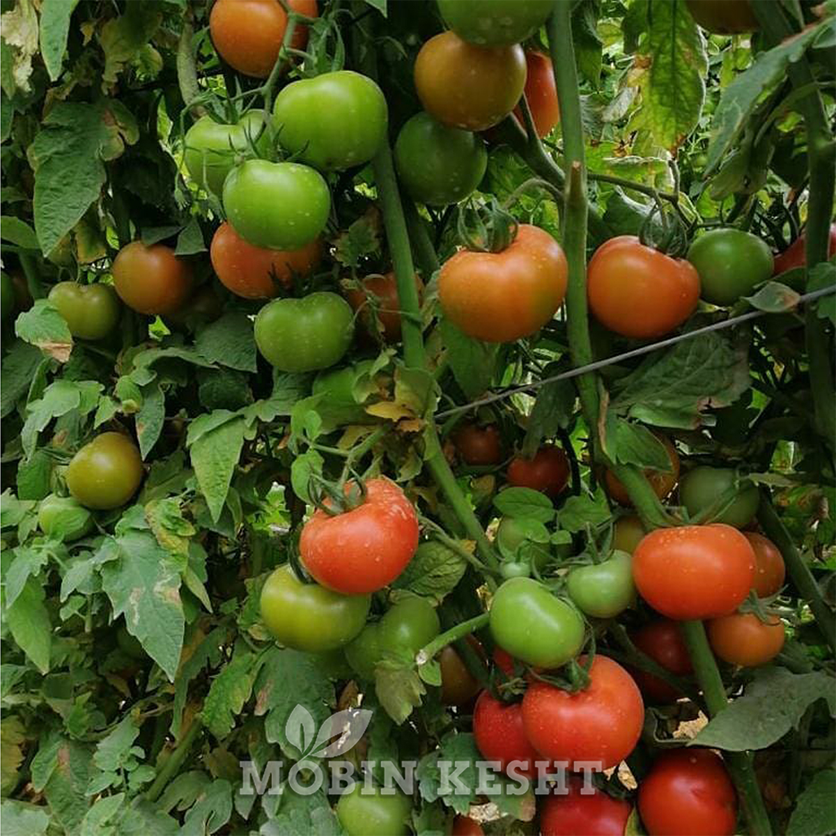 گوجه فضای باز جانان جنتو