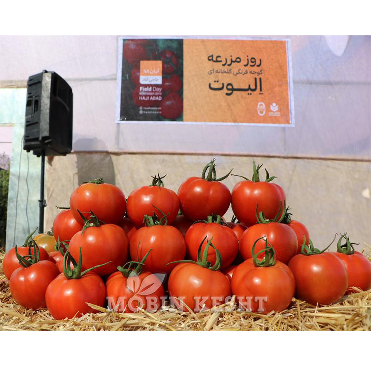 گوجه گلخانه ای الیوت