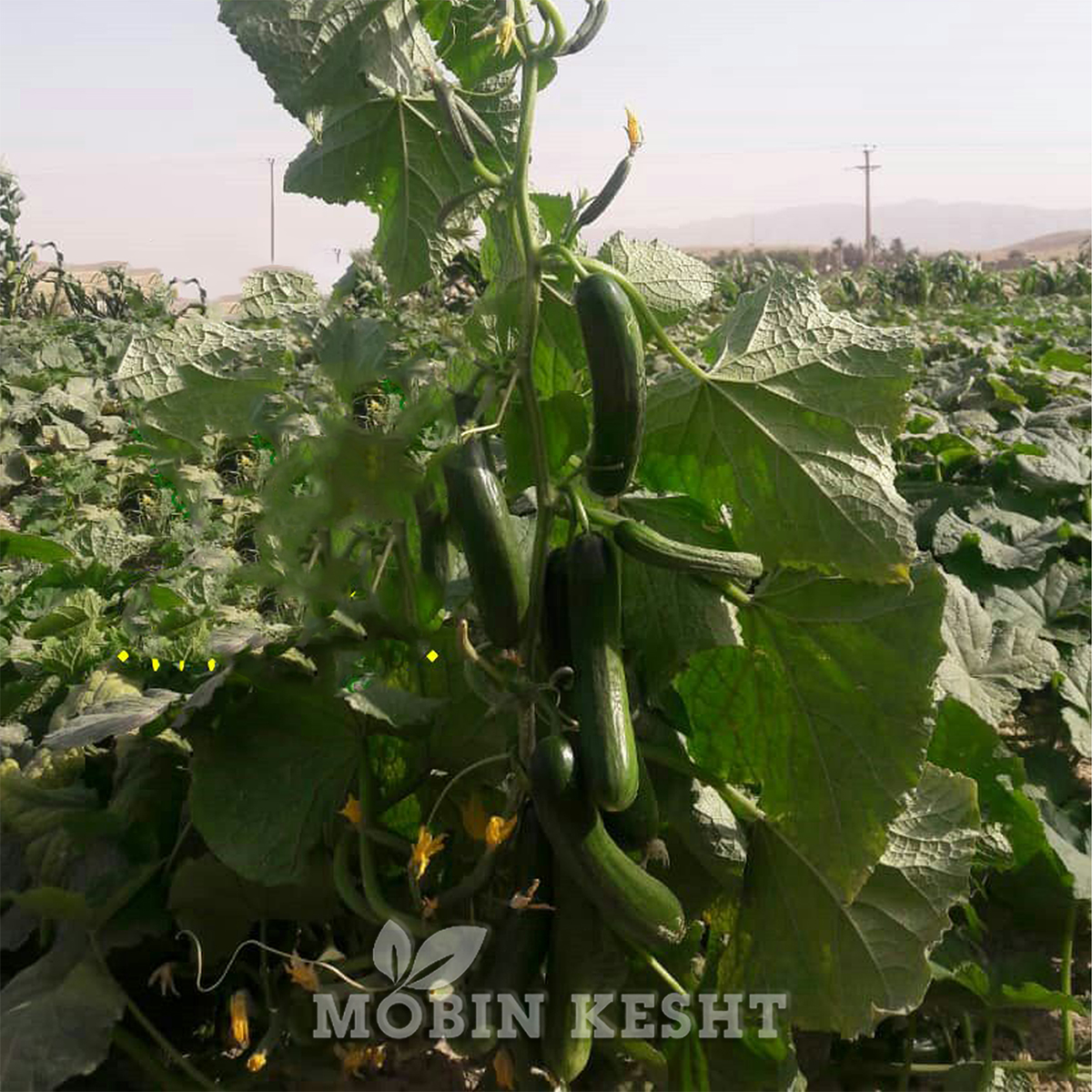 عکس بذر خیار لیام
