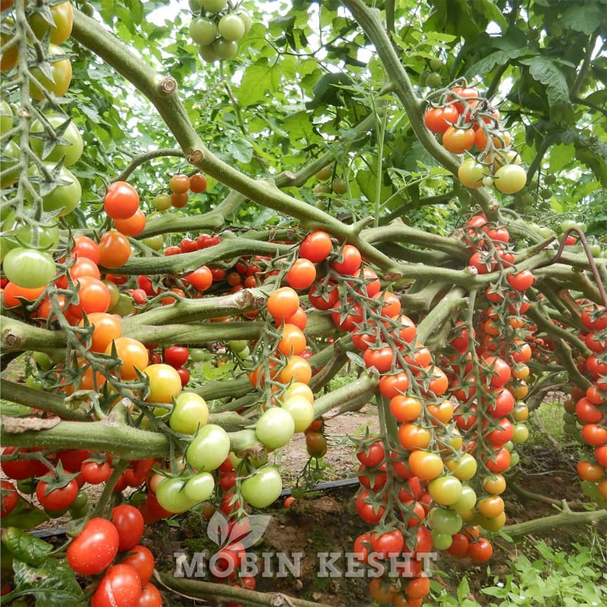 عکس گوجه سوگنو