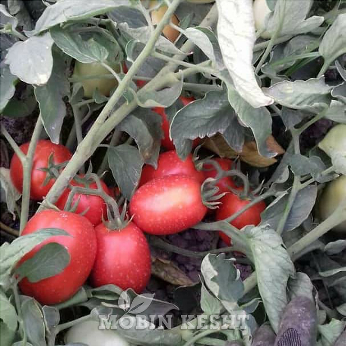 عکس گوجه ونزا یوکسل