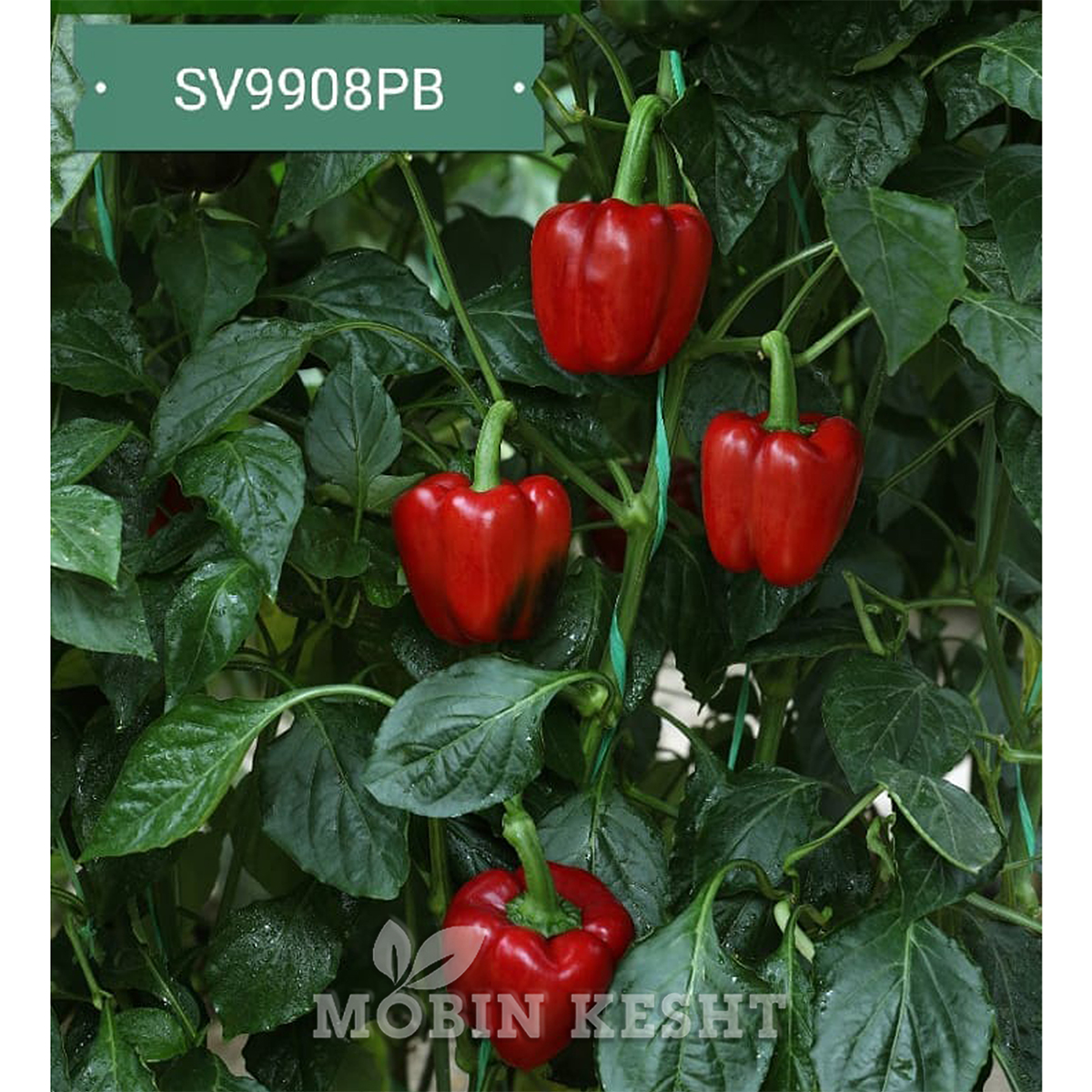 عکس بذر فلفل 9908 سمینیس