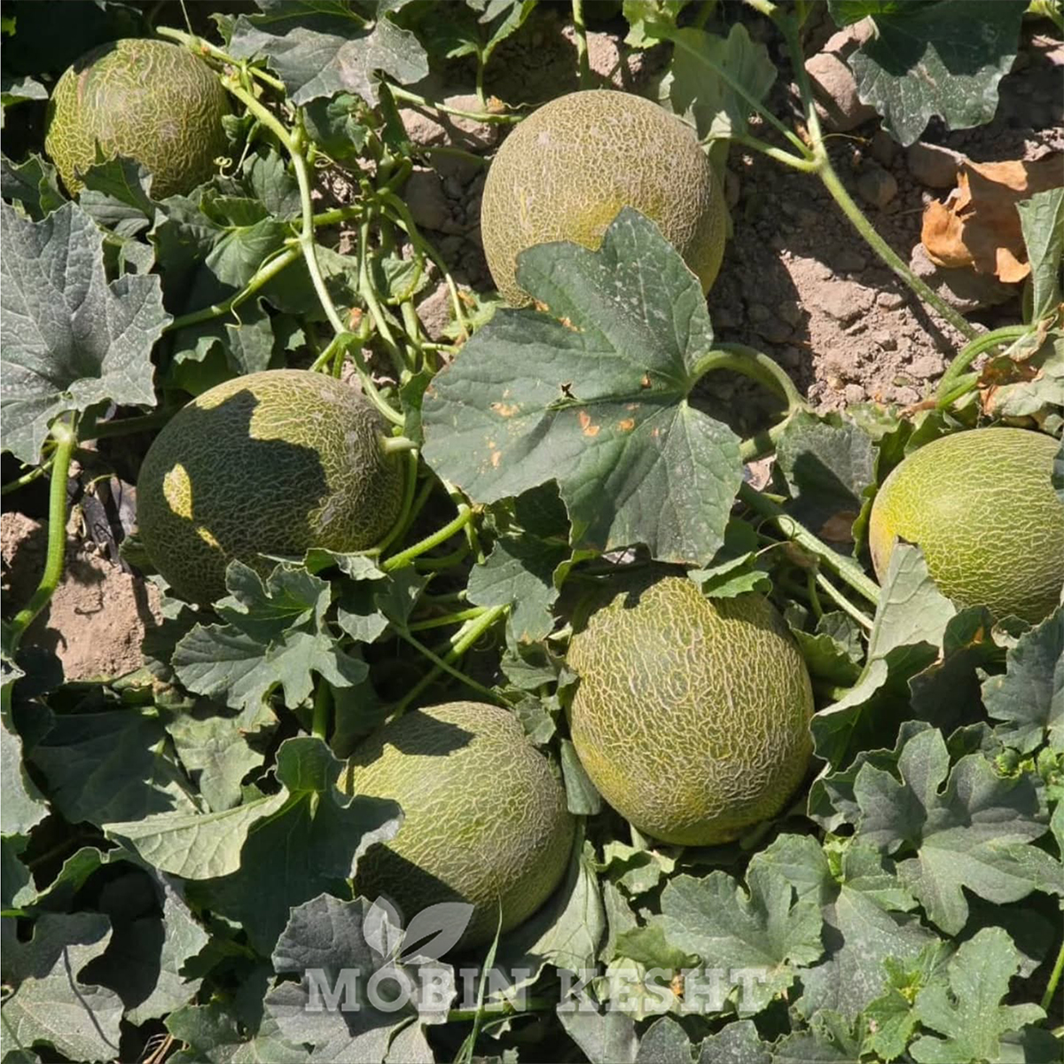عکس بذر ملون 3641 سمینیس