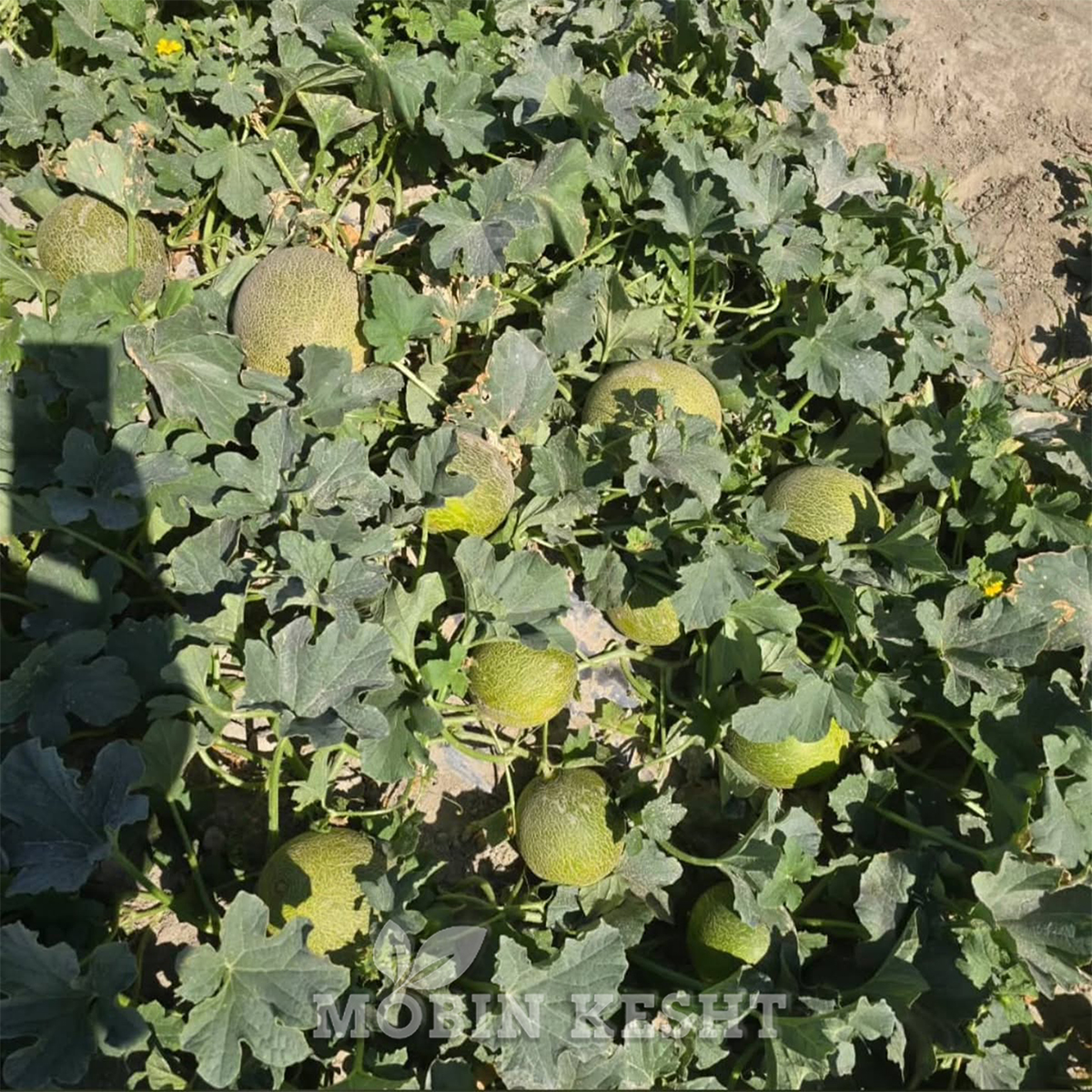عکس ملون 3641 سمینیس