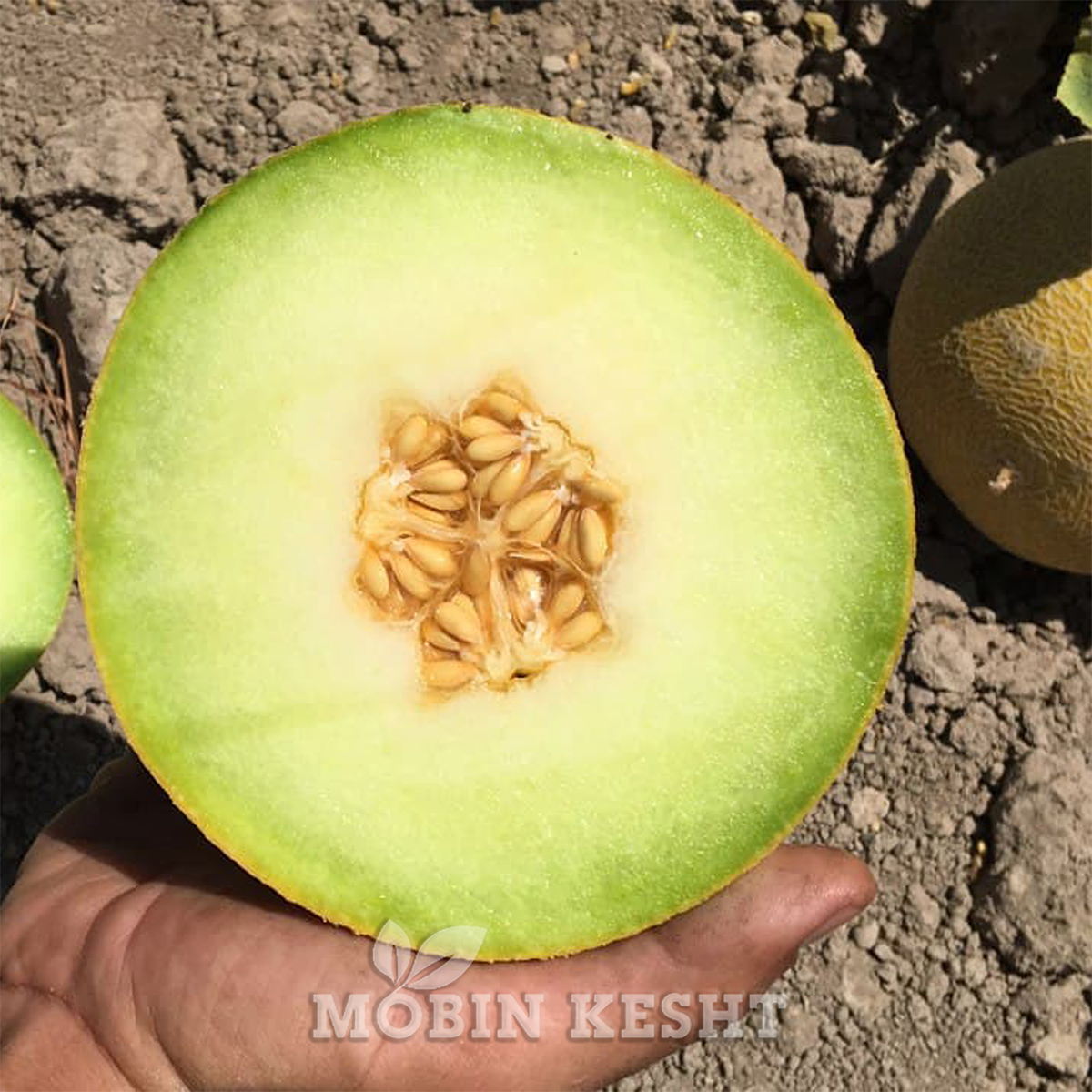 عکس ملون تنور ساکاتا