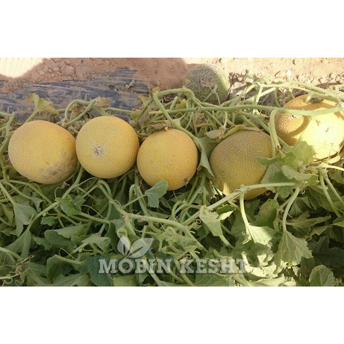 ملون تنور ساکاتا