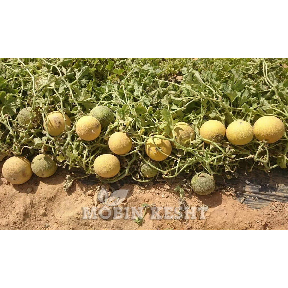 ملون تنور