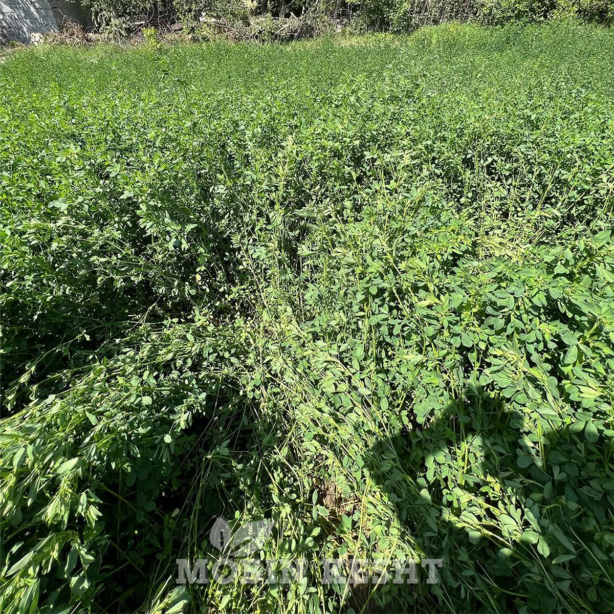 بذر یونجه گیا (گه آ) - مبین کشت