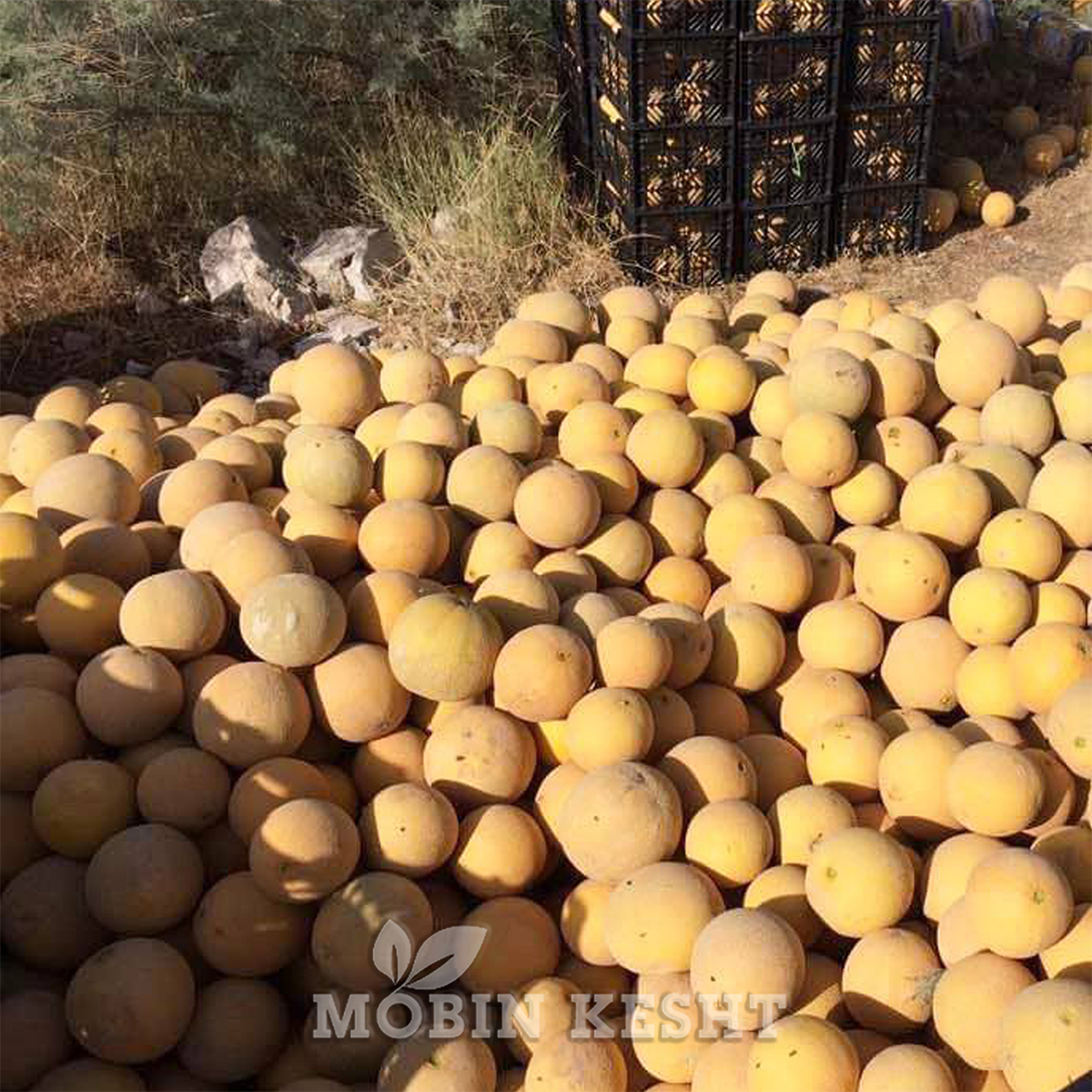 عکس بذر ملون گالا 688