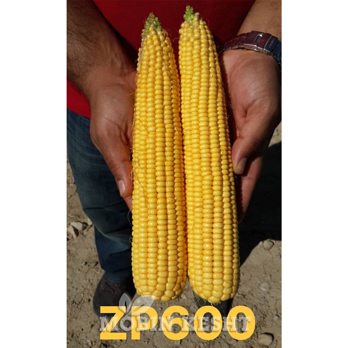 عکس ذرت زد پی 600