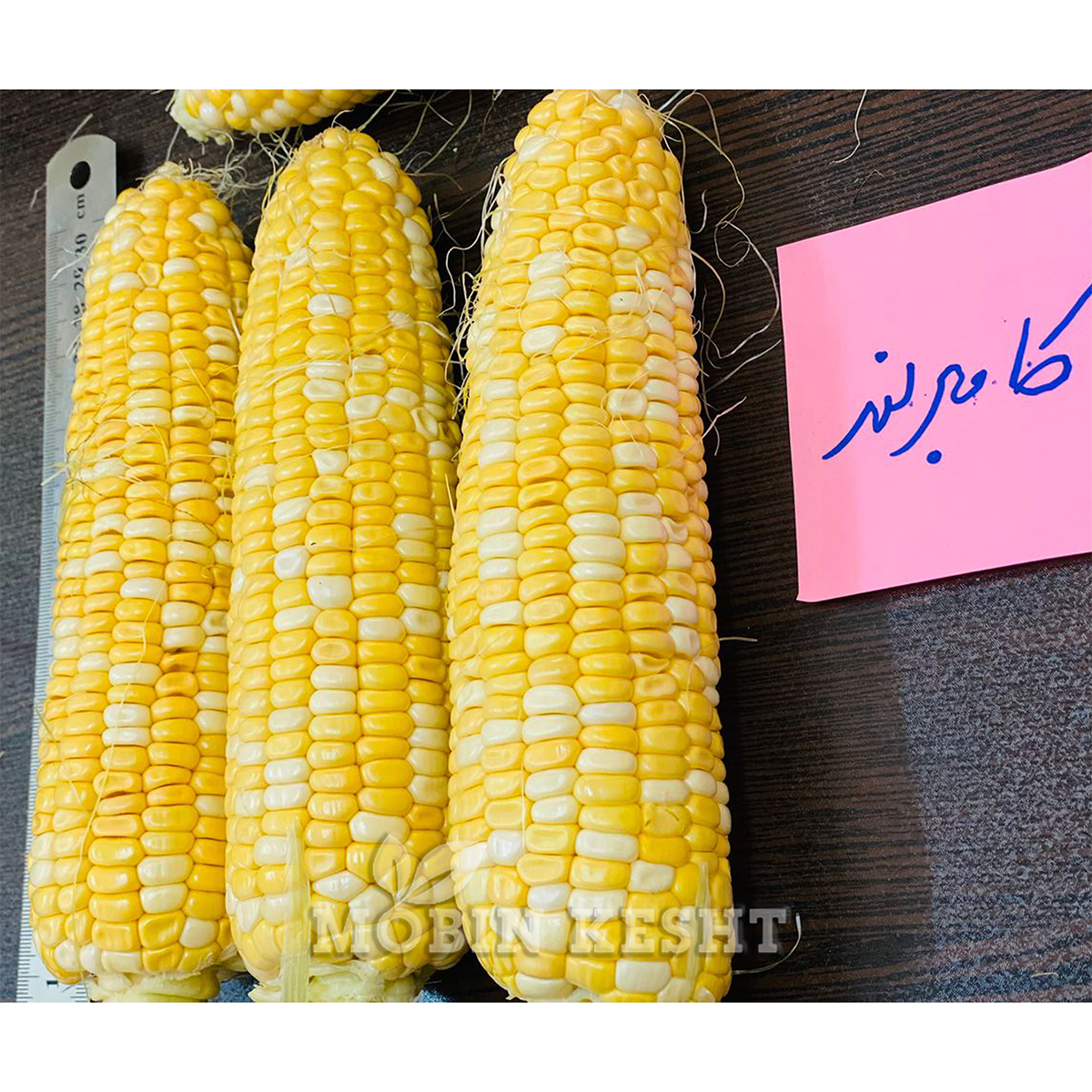 عکس ذرت کامبرلند