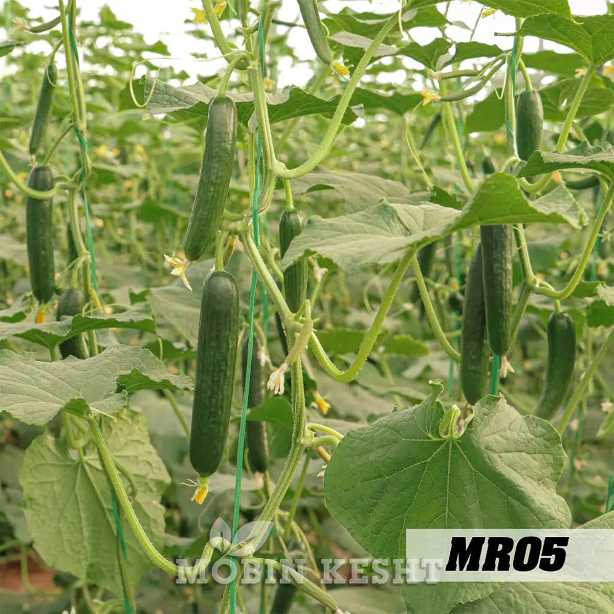 عکس خیار ام ار 05