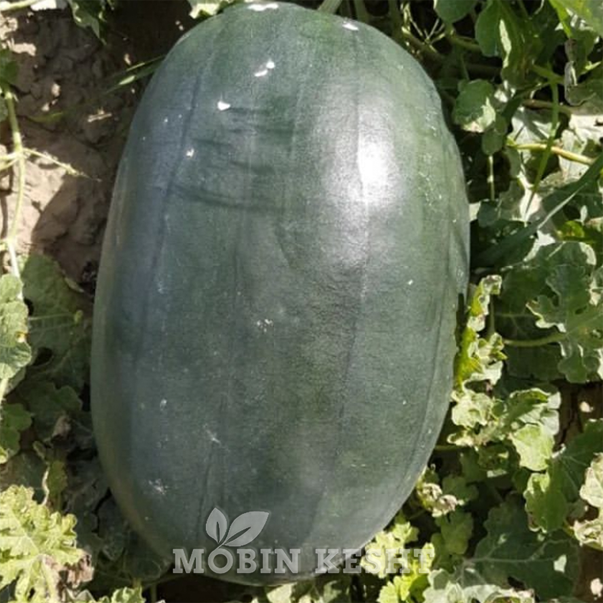 هندوانه فریزین یوکسل