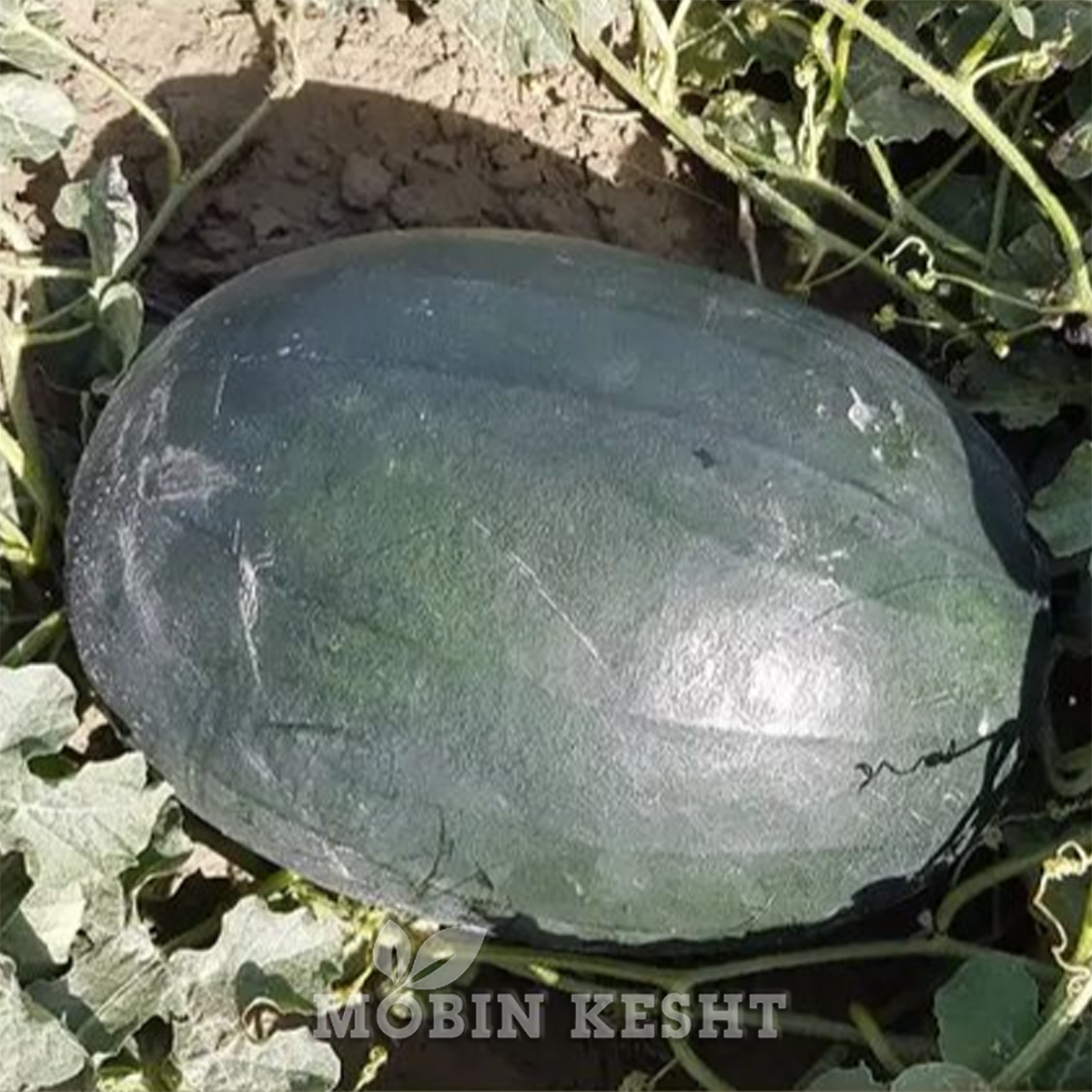 هندوانه فریزین