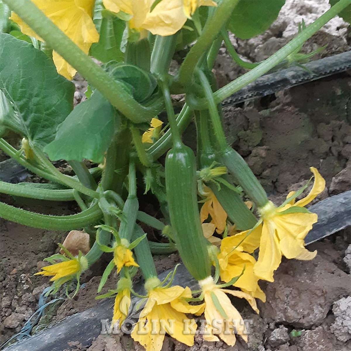 خیار سما