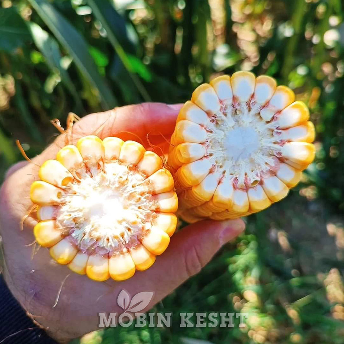 ذرت ای جی ان 720 آمریکن ژنتیک