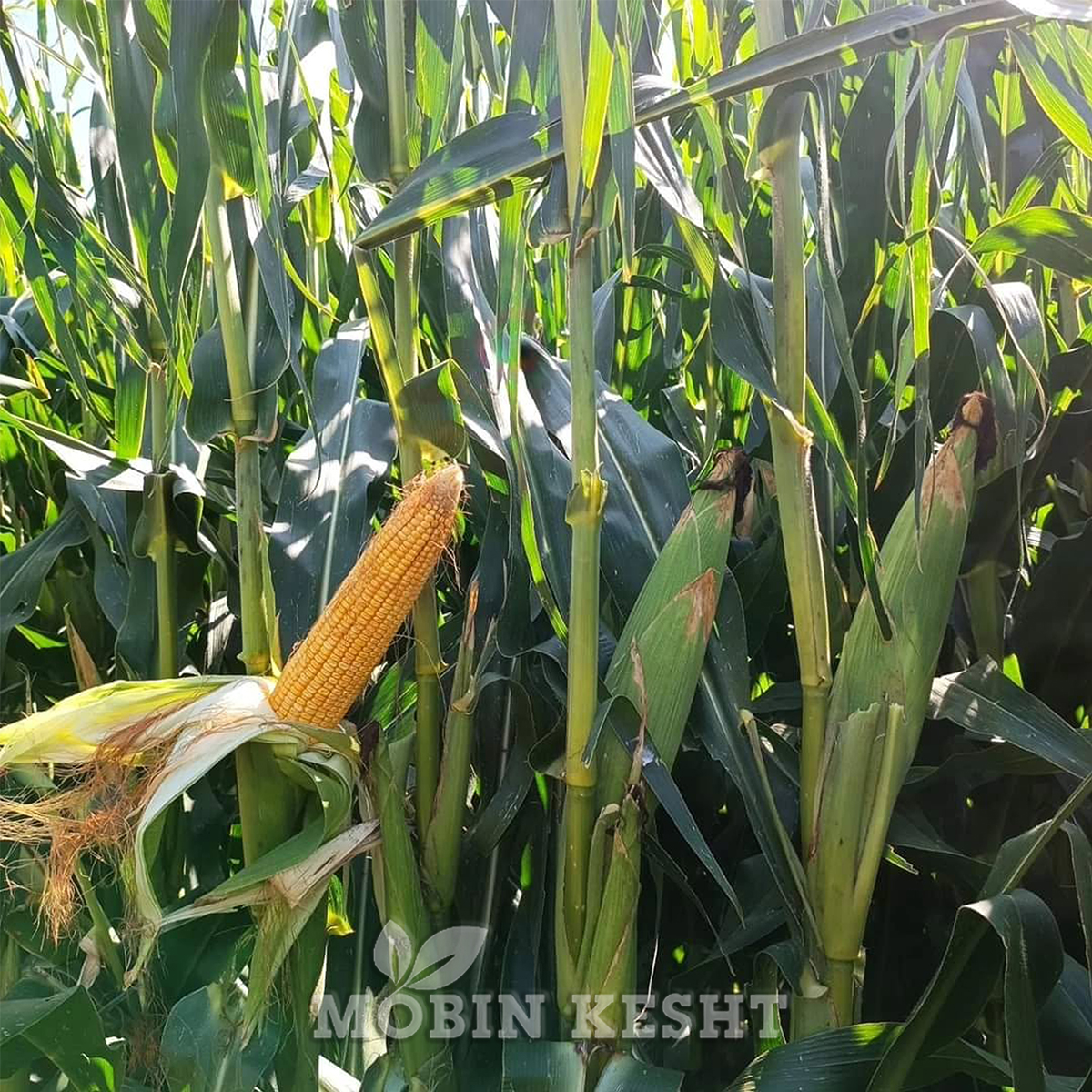 عکس ذرت ای جی ان 720