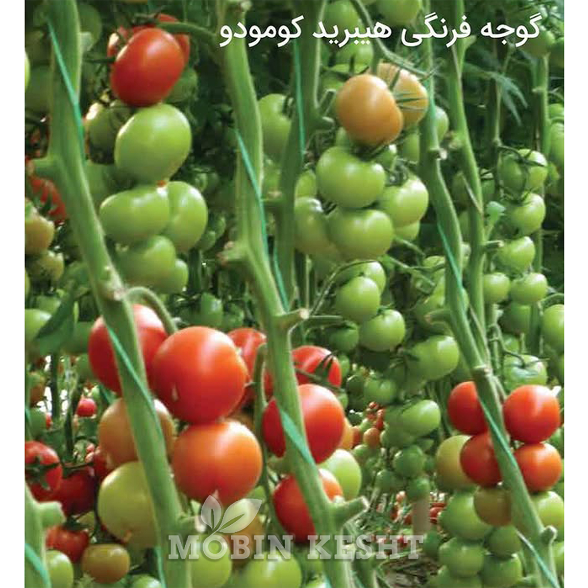 عکس گوجه کومودو