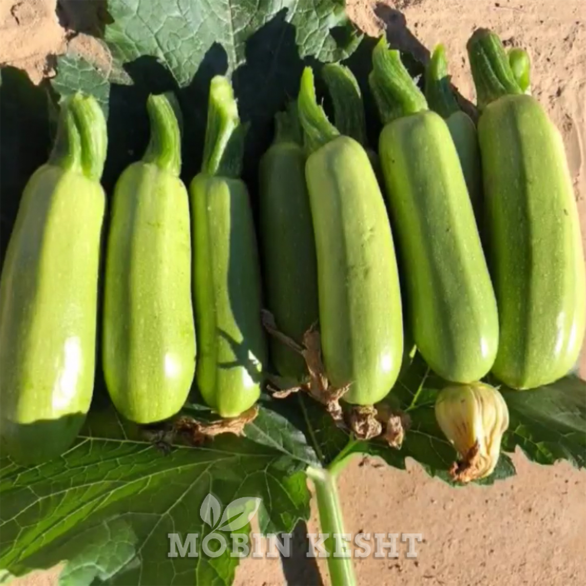 عکس کدو کوردلیا سینجنتا