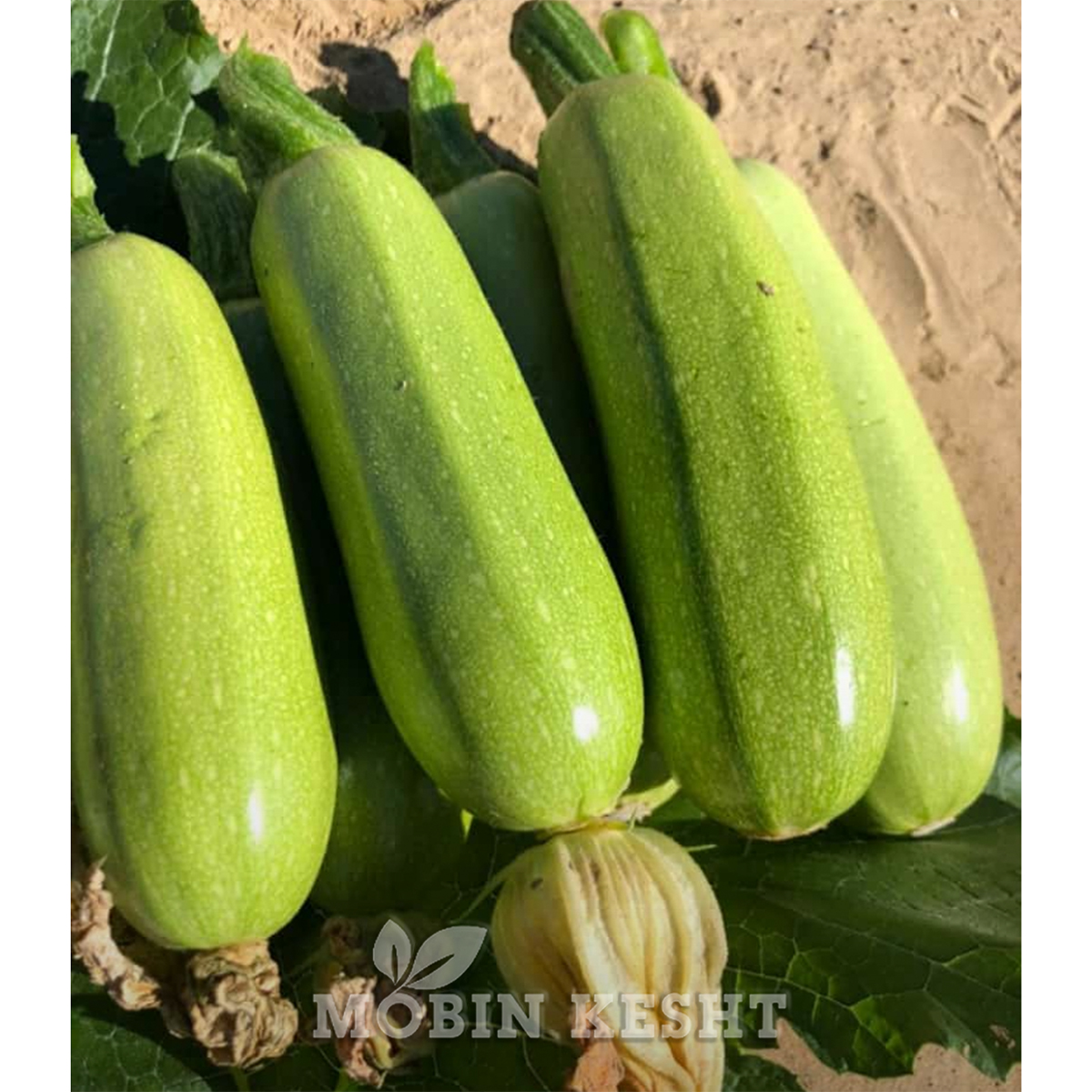 کدو کوردلیا