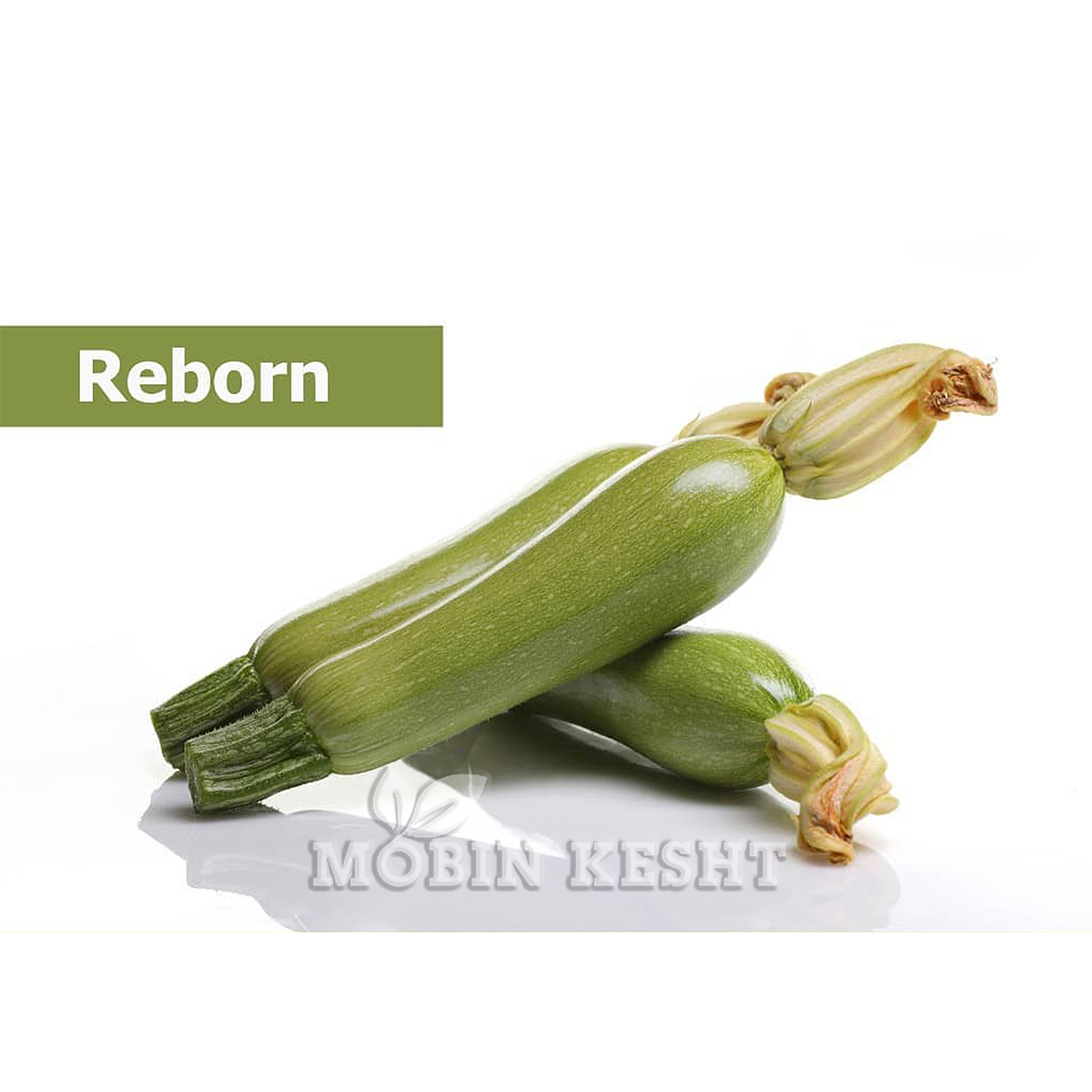عکس بذر کدو ریبورن