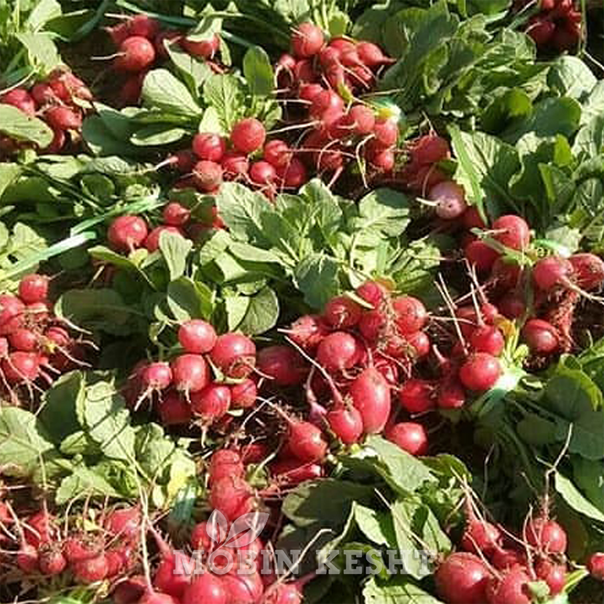 تربچه چریبل ویکیما
